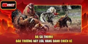 Đá Gà Thomo - Đấu Trường Nảy Lửa, Vang Danh Chiến Kê