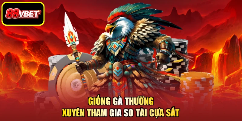 Giống gà thường xuyên tham gia so tài cựa sắt