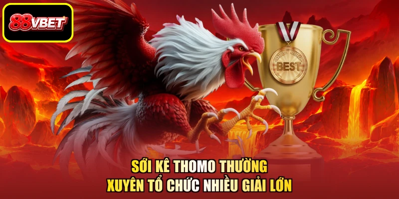 Sới kê Thomo thường xuyên tổ chức nhiều giải lớn
